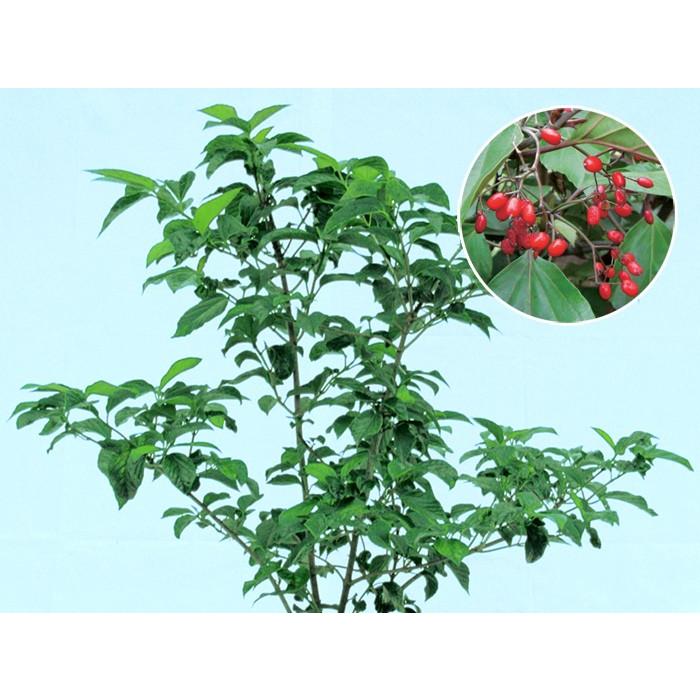 ハクサンボク(白山木）白花 紅葉 植木 庭木 苗木 花木 常緑低木 : 家と