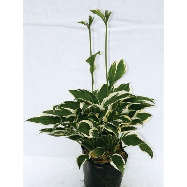 ギボウシ（擬宝珠）ホスタ・パトリオット（大株） 外斑入り 植木 庭木 