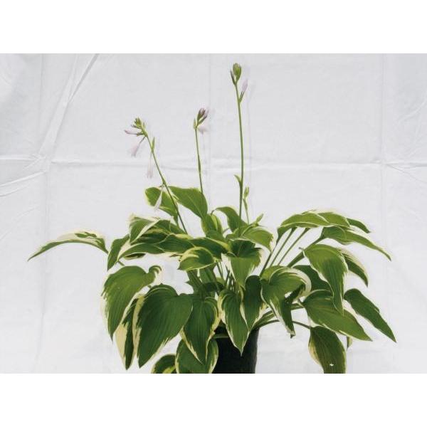 ギボウシ（擬宝珠）ホスタ・アンティオーク（大株） 外斑入り 植木