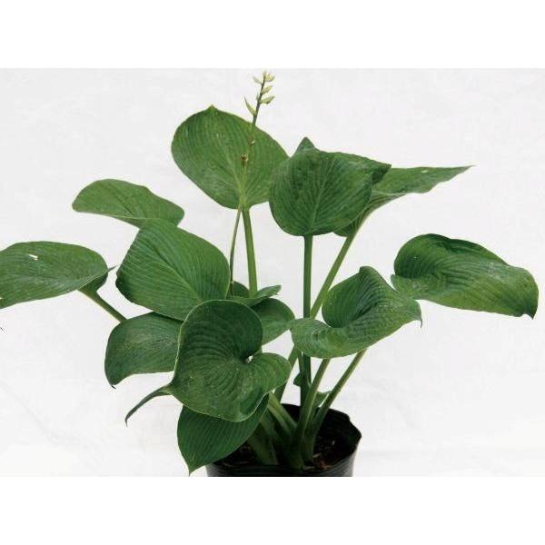 ギボウシ（擬宝珠）ホスタ・エレガンス（大株） 外斑入り 植木 庭木