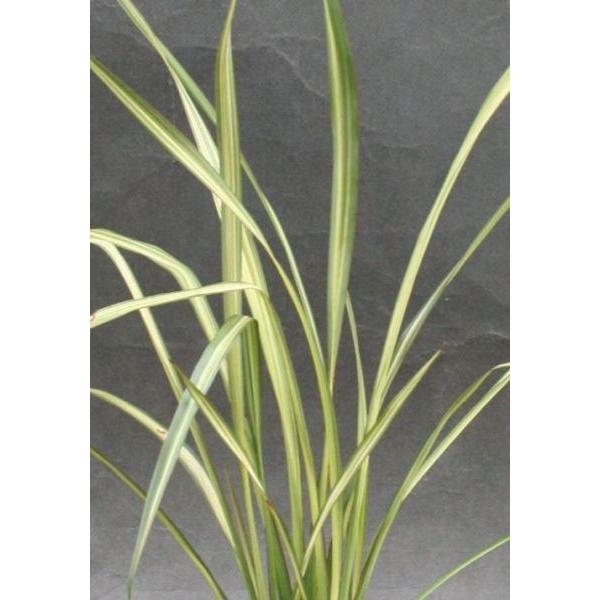 ニューサイラン・アプリコットクイーン 観賞用 観葉植物 庭植え 花壇 鉢植え