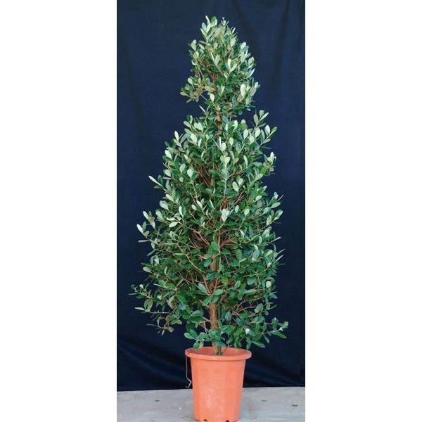 代引不可 フェイジョア ロウソク型 香り 食用可 果実 植木 庭木 苗木 常緑低木 早割クーポン Nicmosul Org