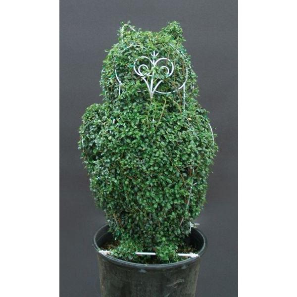 トピアリー・フクロウ（キンメツゲ（金芽ツゲ）） かわいい動物 シンボル 植木 オブジェ
