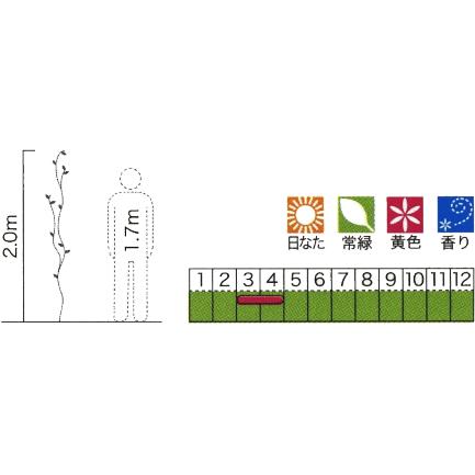 緑のカーテン ツル性植物 カロライナジャスミン 大株 黄色花 香りよし 常緑つる性低木 観葉植物 N0255 Otk 家と庭のdiy通販 イーハウスマニア 通販 Yahoo ショッピング