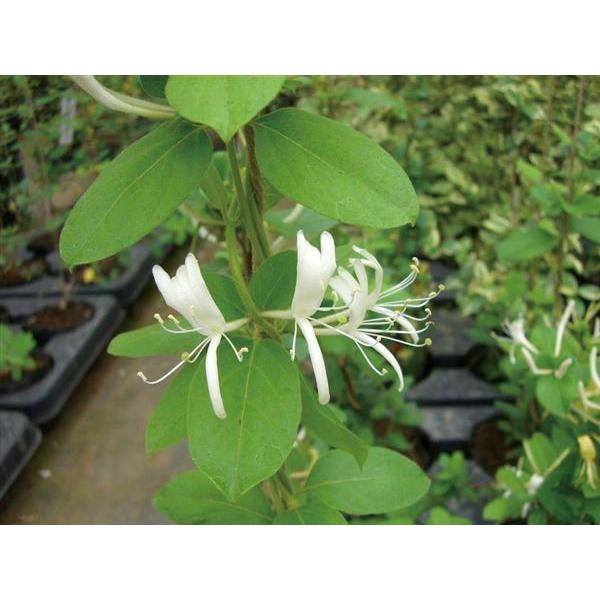 緑のカーテン ツル性植物 スイカズラ 吸い葛（大株）白・黄色花 香りよし 落葉 つる性 木本