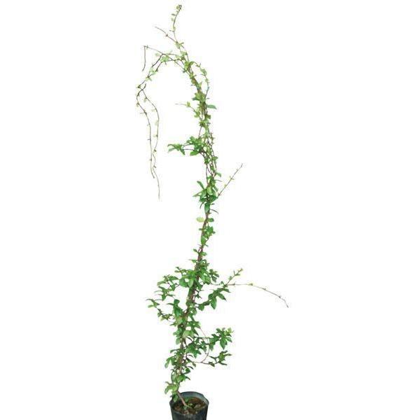 緑のカーテン ツル性植物 テイカカズラ 定家葛 大株 香りよし つる性常緑低木 N0260 Otk 家と庭のdiy通販 イーハウスマニア 通販 Yahoo ショッピング