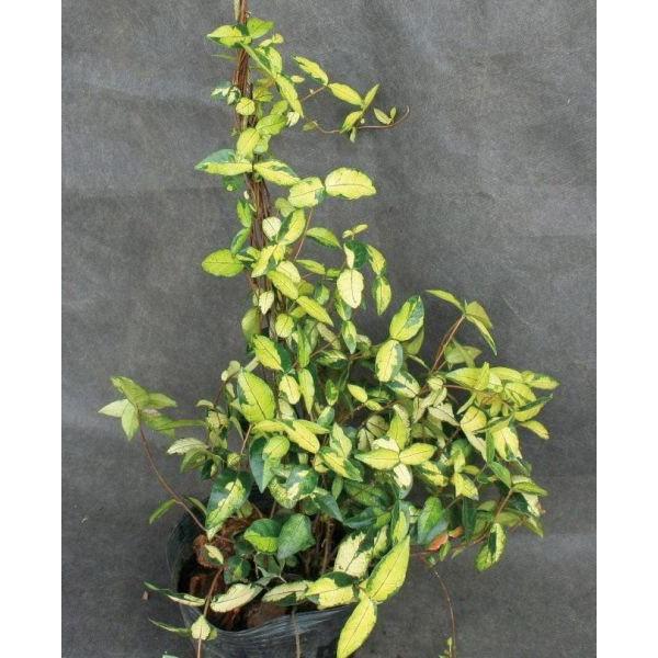 新作モデル 緑のカーテン ツル性植物 テイカカズラ 定家葛 オウゴンニシキ 大株 斑入り 紅葉 白花 常緑つる性低木 独創的 Nicmosul Org