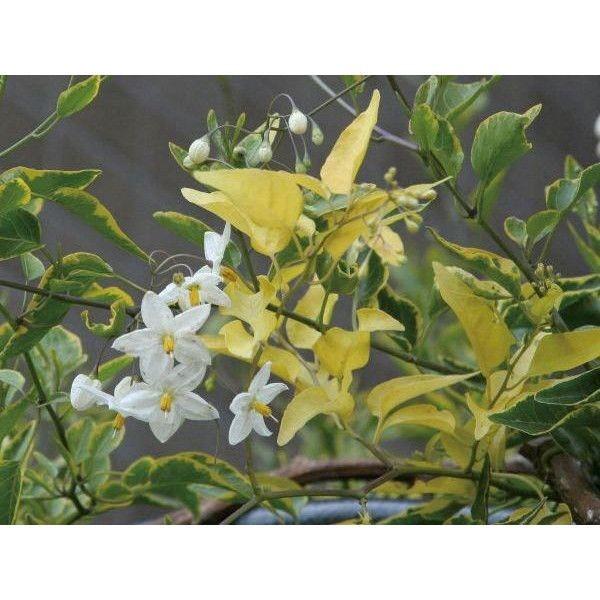 最終値下げ 緑のカーテン ツル性植物 ツルハナナス 蔓花茄子 斑入 白花 常緑つる性低木 即日出荷 Www Muslimaidusa Org