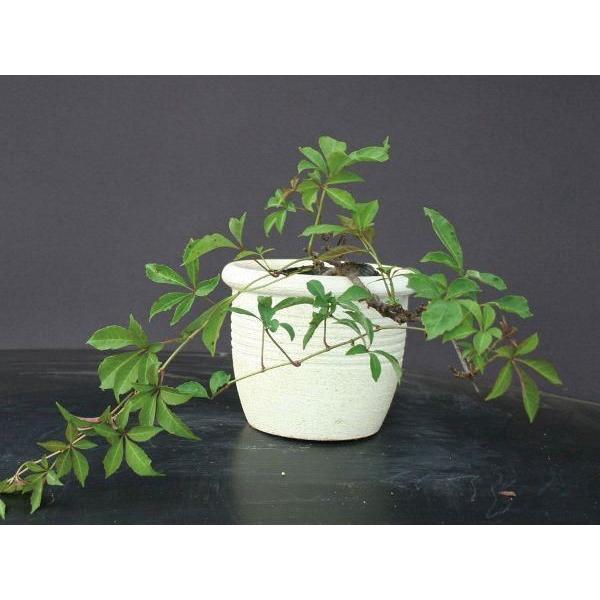 緑のカーテン ツル性植物 ナツヅタ ヘンリーヅタ 紅葉 落葉つる性低木 落葉樹 Www Studioadventure Com