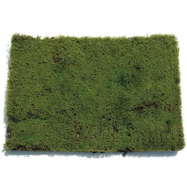コケ・砂苔（スナゴケ ネットマット） 緑の絨毯 ８枚セット 屋上緑化 植木 庭木 苗木