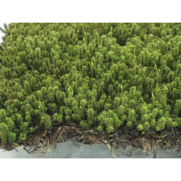 コケ・砂苔（スナゴケ ネットマット） 緑の絨毯 8枚セット 屋上緑化