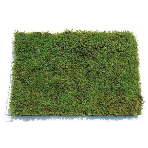 コケ・ハイ苔（ハイゴケ 這苔 ネットマット）緑の絨毯 ８枚セット グランドカバー 植木 庭木 苗木