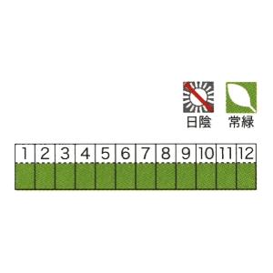 コケ・カモジ苔（カモジゴケ ネットマット） 緑の絨毯 ４枚セット 植木 庭木 苗木 