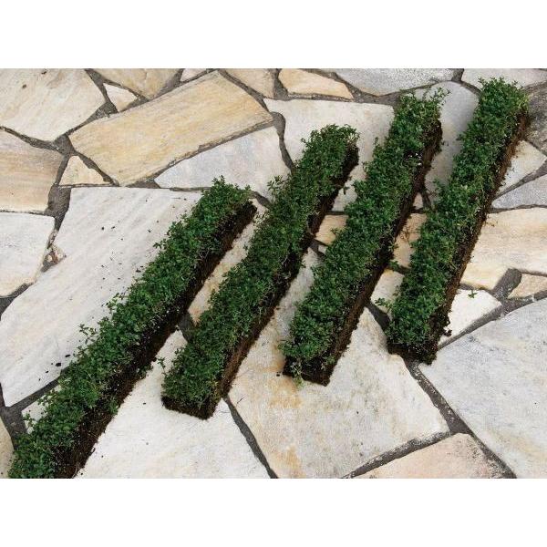 タイム スリット 4本セット 駐車場 花壇縁取り 植木 庭木 苗木 多年生