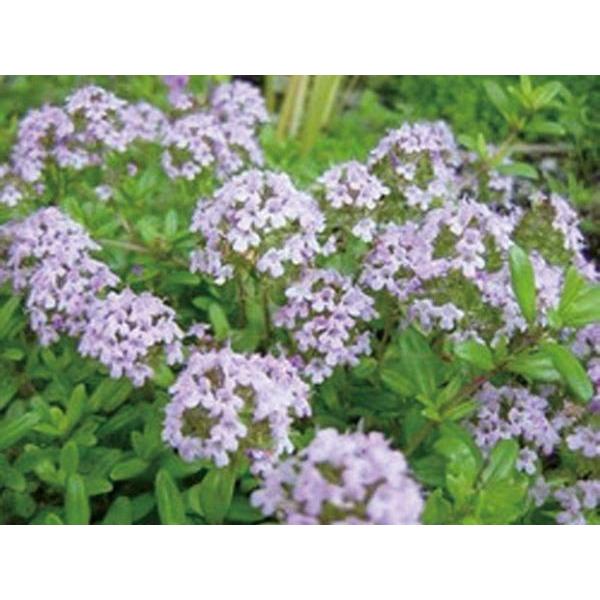 タイム スリット 4本セット 駐車場 花壇縁取り 植木 庭木 苗木 多年生 N0335 Otk 家と庭のdiy通販 イーハウスマニア 通販 Yahoo ショッピング