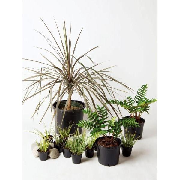 シッククール 庭木 半日陰 セットアップガーデン 植木 苗 苗 庭木 セット商品 グランドカバー 下草