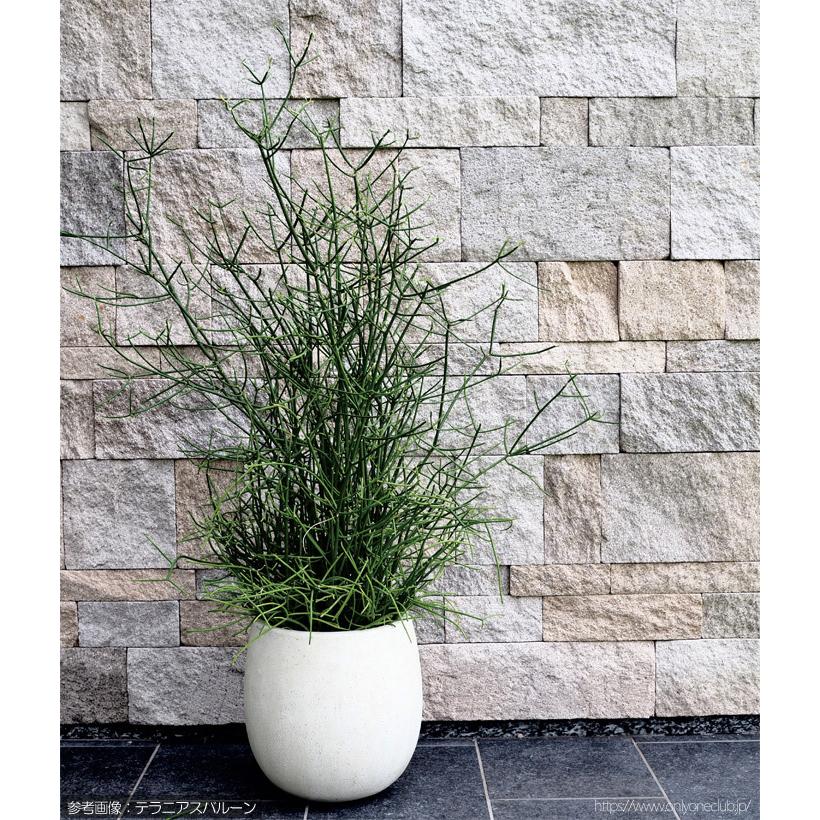 新版 プランター 大型 植木鉢 円形 Frp 鉢 おしゃれ テラニアス バルーン アンティーク ホワイト 直径4 高さ4 穴あり ガーデニング 園芸用品 庭 格安 Missbargainhuntress Com