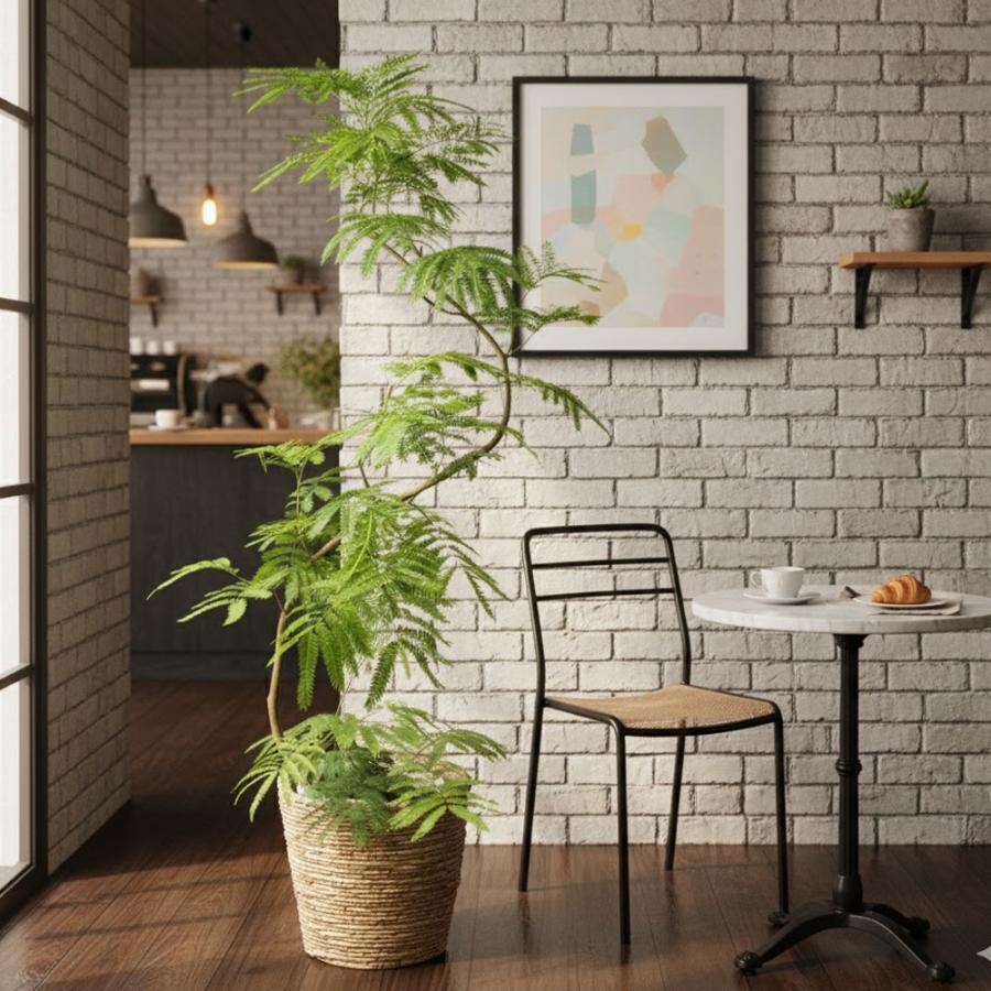 変化を楽しめる観葉植物 エバーフレッシュ10号幹曲がり 送料無料