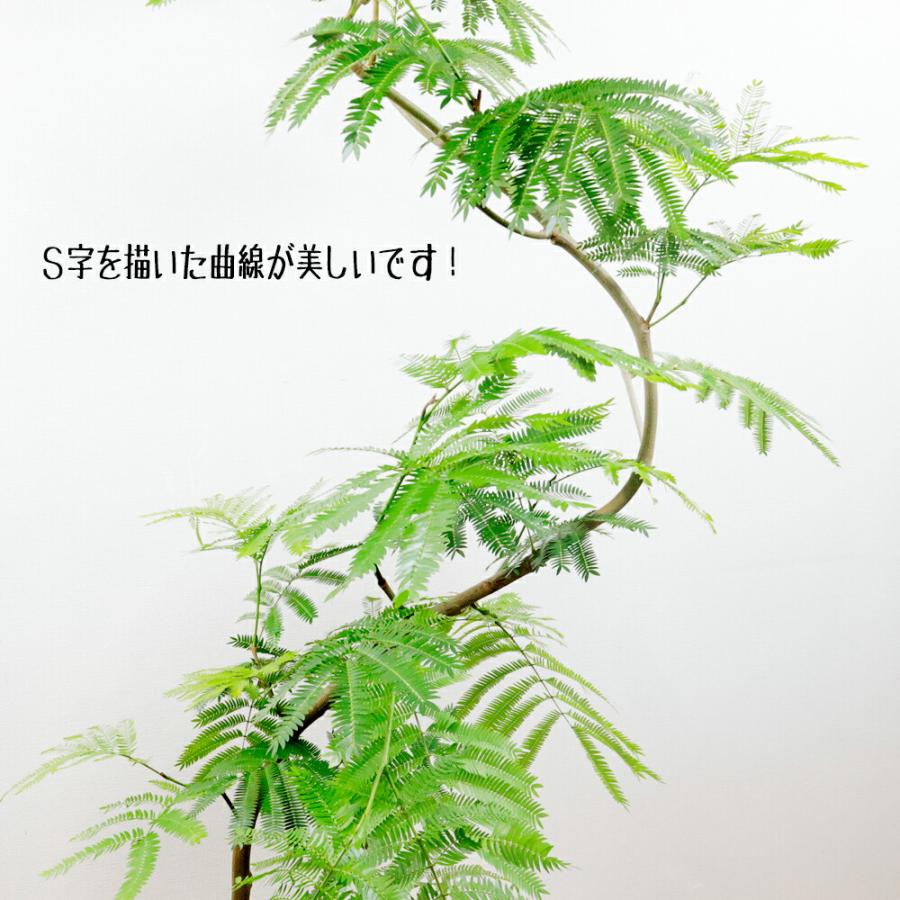 変化を楽しめる観葉植物 エバーフレッシュ10号幹曲がり 送料無料