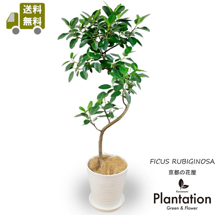 観葉植物　フランスゴムの木　鉢セット 観葉植物 フランスゴムの木 10号鉢（陶器）｜法人ギフトなら花秘書