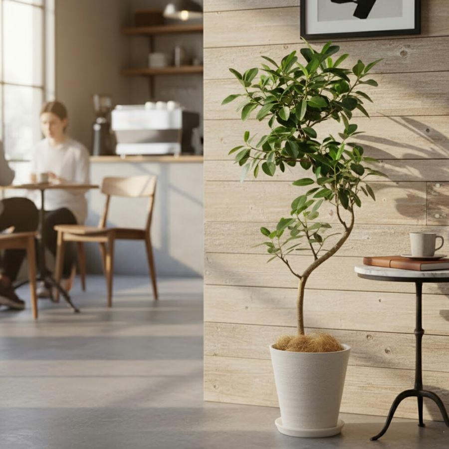 観葉植物　フランスゴムの木　鉢セット 観葉植物 フランスゴムの木 6号 曲り スタンダードポット コーヒー