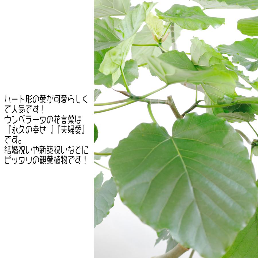 送料無料　観葉植物　フィカス　ウンベラータ7号幹曲がり　セラアート鉢　立札＆メッセージカード｜e-kawanami｜02