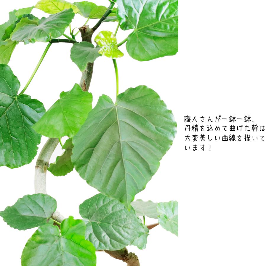 送料無料 観葉植物 フィカス ウンベラータ7号幹曲がり セラアート鉢