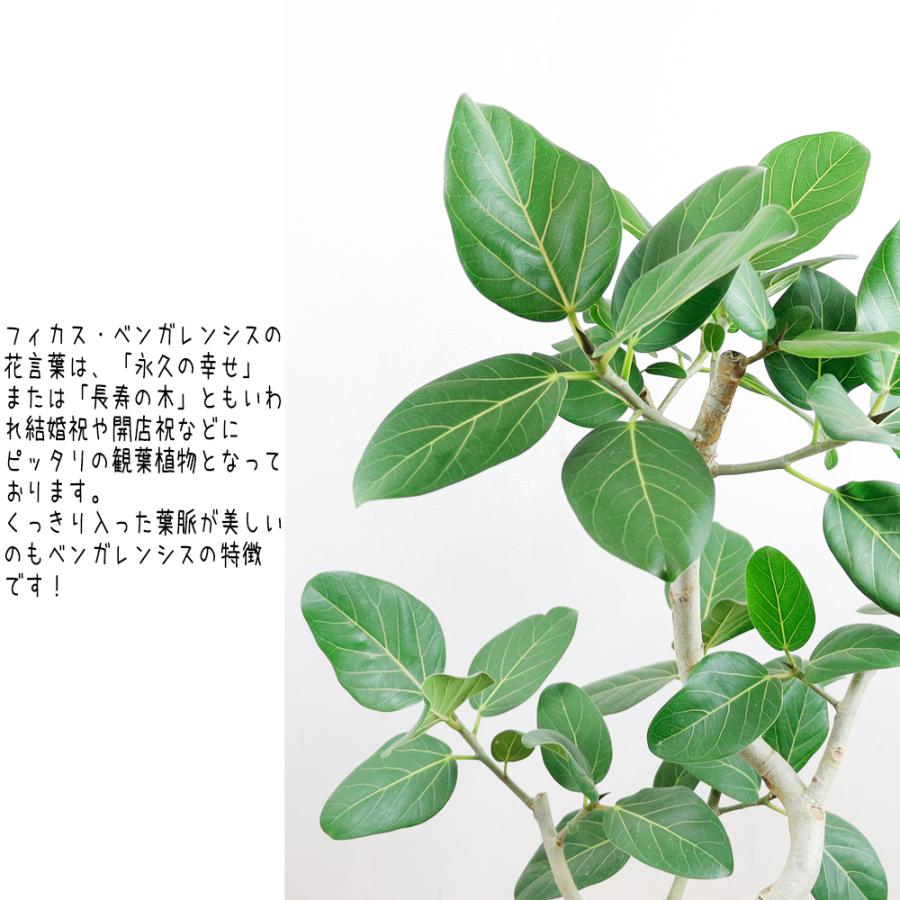 送料無料　観葉植物　フィカス ベンガレンシス幹曲り8号（2nd)　人気のセラアート鉢　立て札＆メッセージカード無料