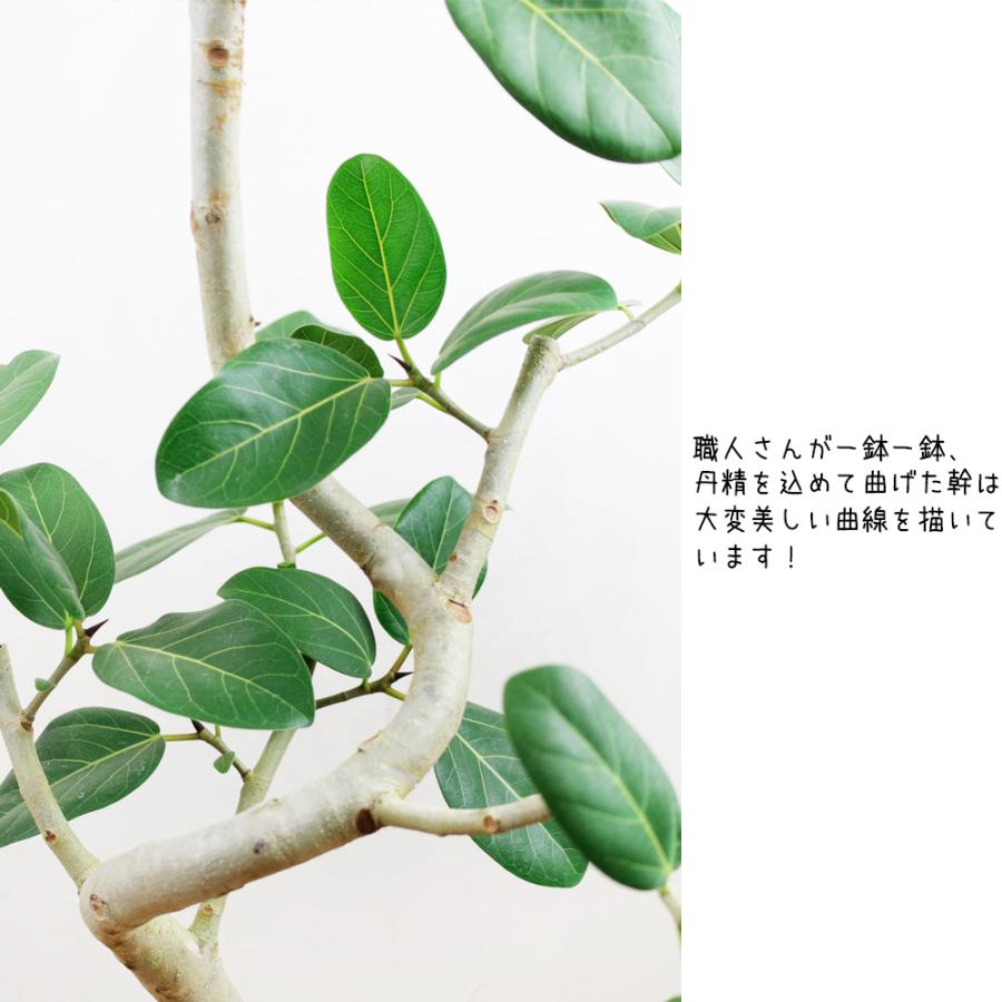 送料無料　観葉植物　フィカス ベンガレンシス幹曲り8号（2nd)　人気のセラアート鉢　立て札＆メッセージカード無料