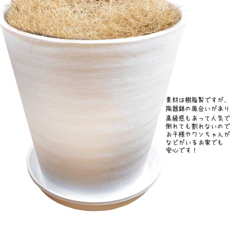 送料無料　観葉植物　フィカス ベンガレンシス幹曲り8号（2nd)　人気のセラアート鉢　立て札＆メッセージカード無料