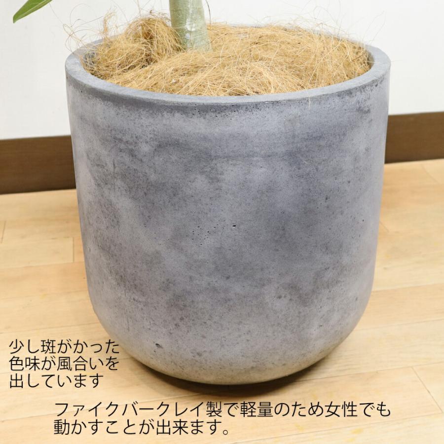 送料無料 観葉植物 フィカス ベンガレンシス幹曲り8号 陶器鉢カバー