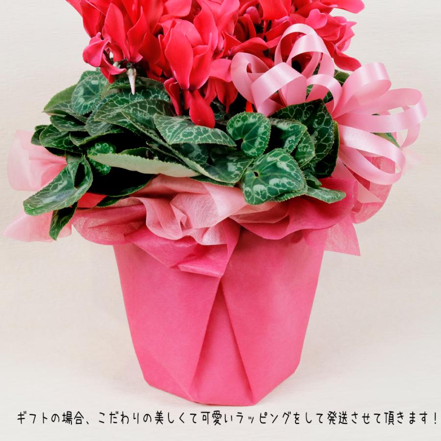 シクラメン鉢植え 赤、ピンク、ライトピンクを選択出来ます