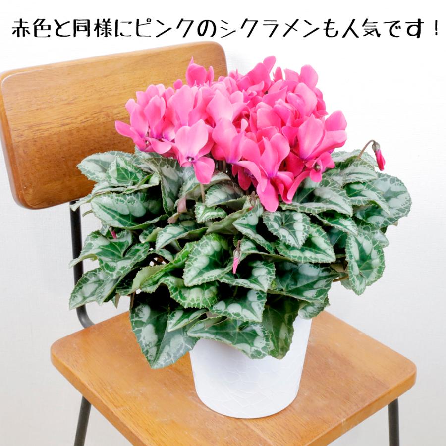 シクラメン鉢植え 赤、ピンク、ライトピンクを選択出来ます