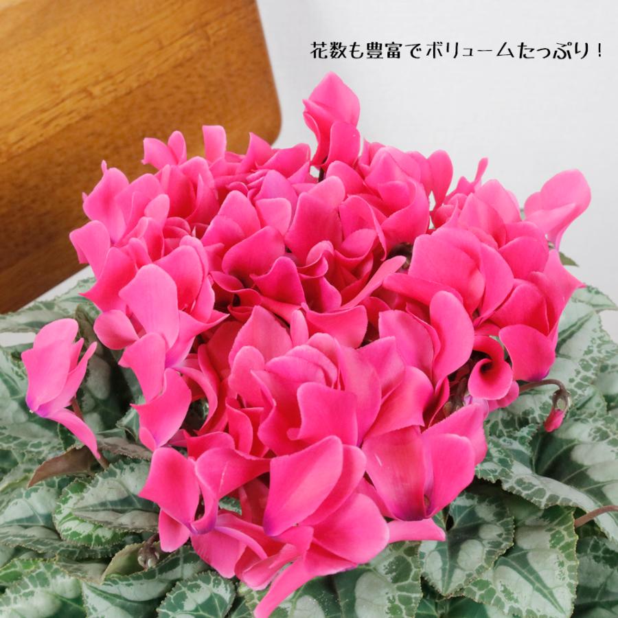 シクラメン鉢植え 赤、ピンク、ライトピンクを選択出来ます