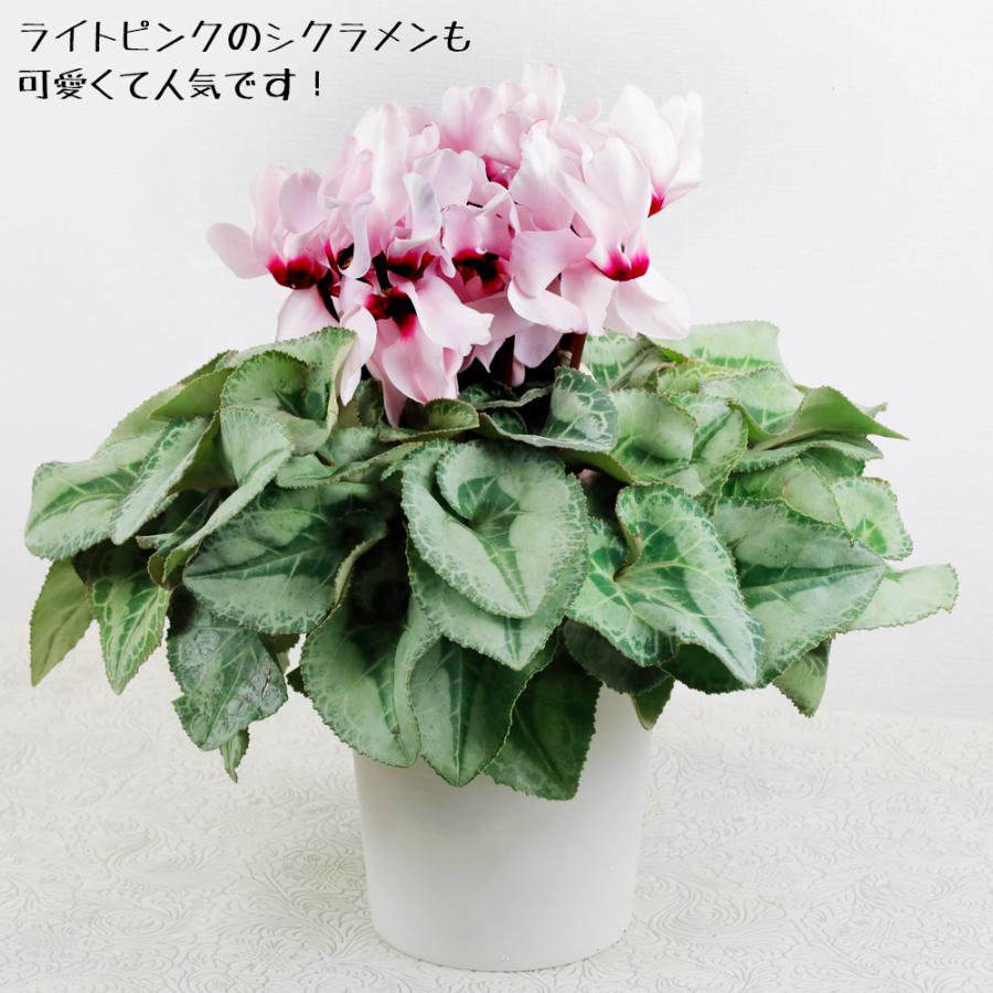シクラメン鉢植え 赤、ピンク、ライトピンクを選択出来ます
