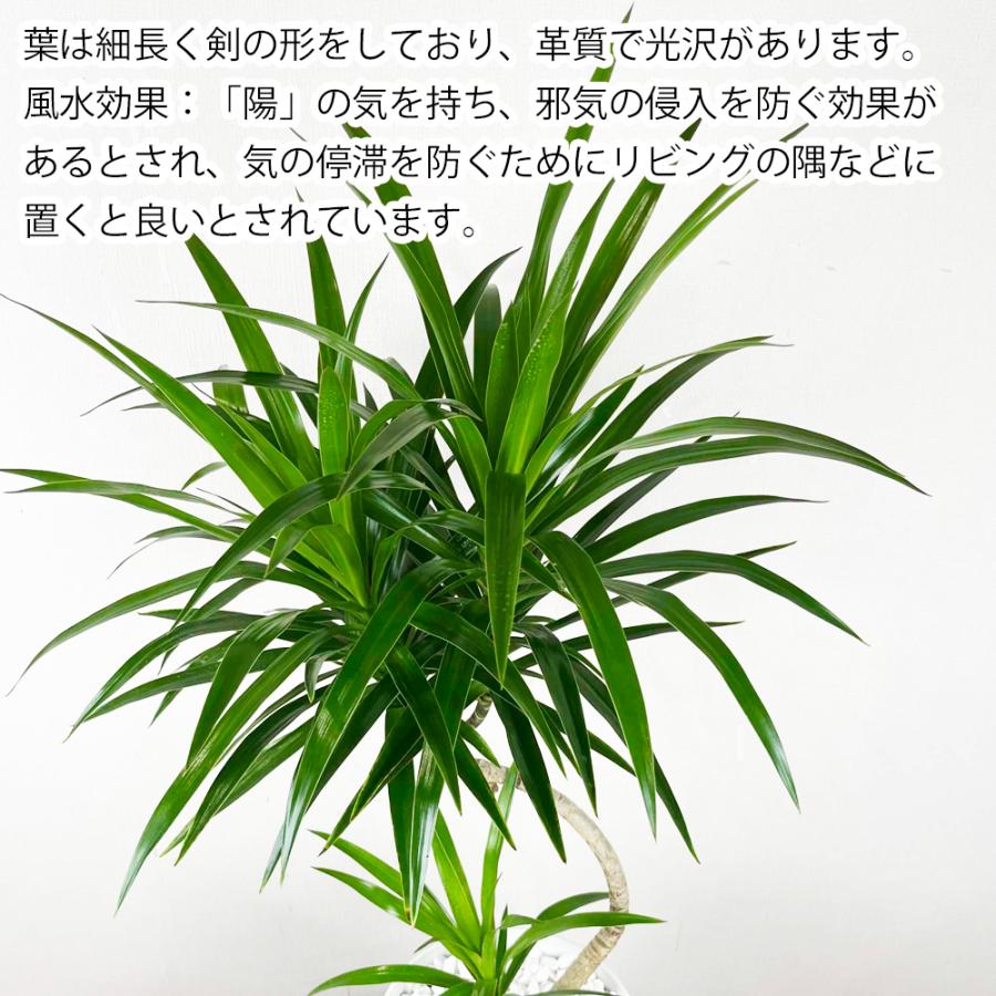 送料無料 観葉植物 ドラセナ ナビー7号 ドラセナ ナビー サステナ