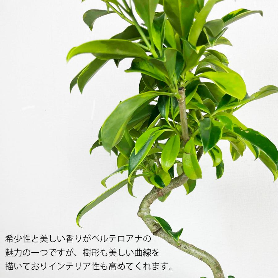 現品！ 観葉植物 ファグラエア ベルテロアナ バリエガータ 斑入り