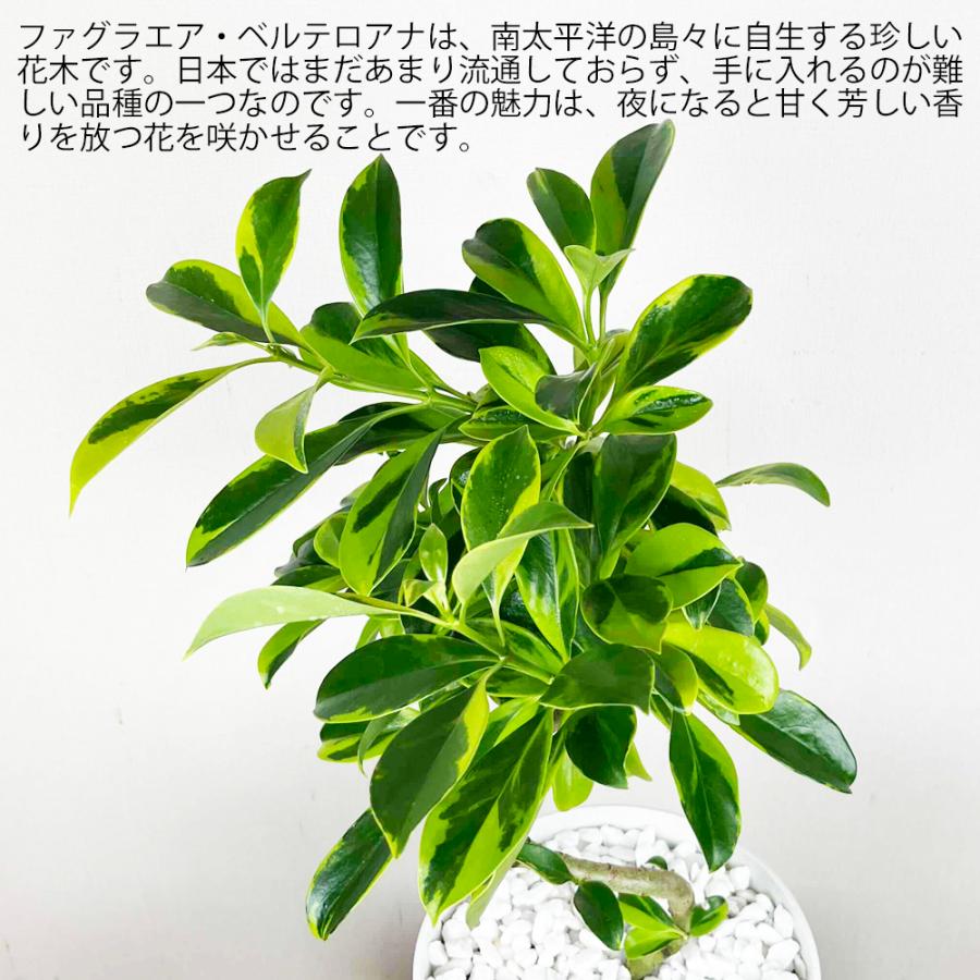 現品！ 観葉植物 ファグラエア ベルテロアナ バリエガータ 斑入り