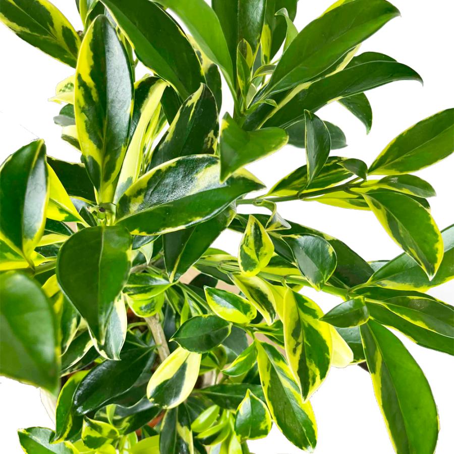 【現品】ファグラエア・ベルテロアナ　曲がり　7号　茶鉢　（1） 楽天市場】【マラソンクーポン有！】ファグラエア・ベルテロアナ