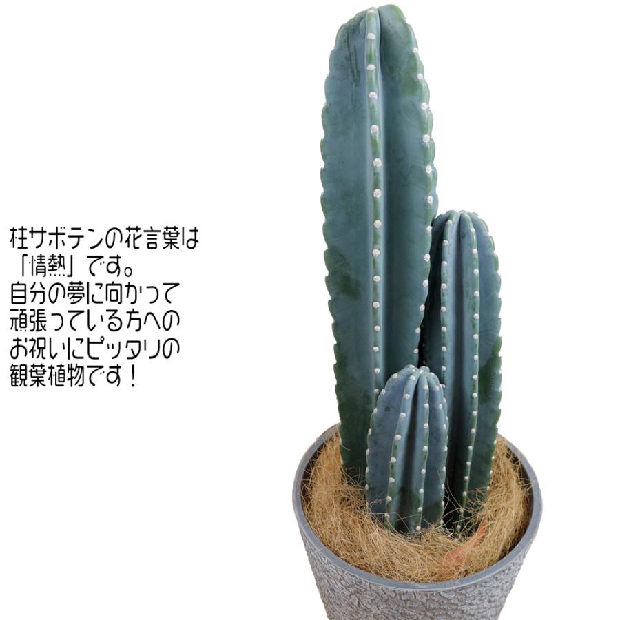 送料無料 観葉植物 ハシラサボテン8号 鉢カバー付き(ストーン
