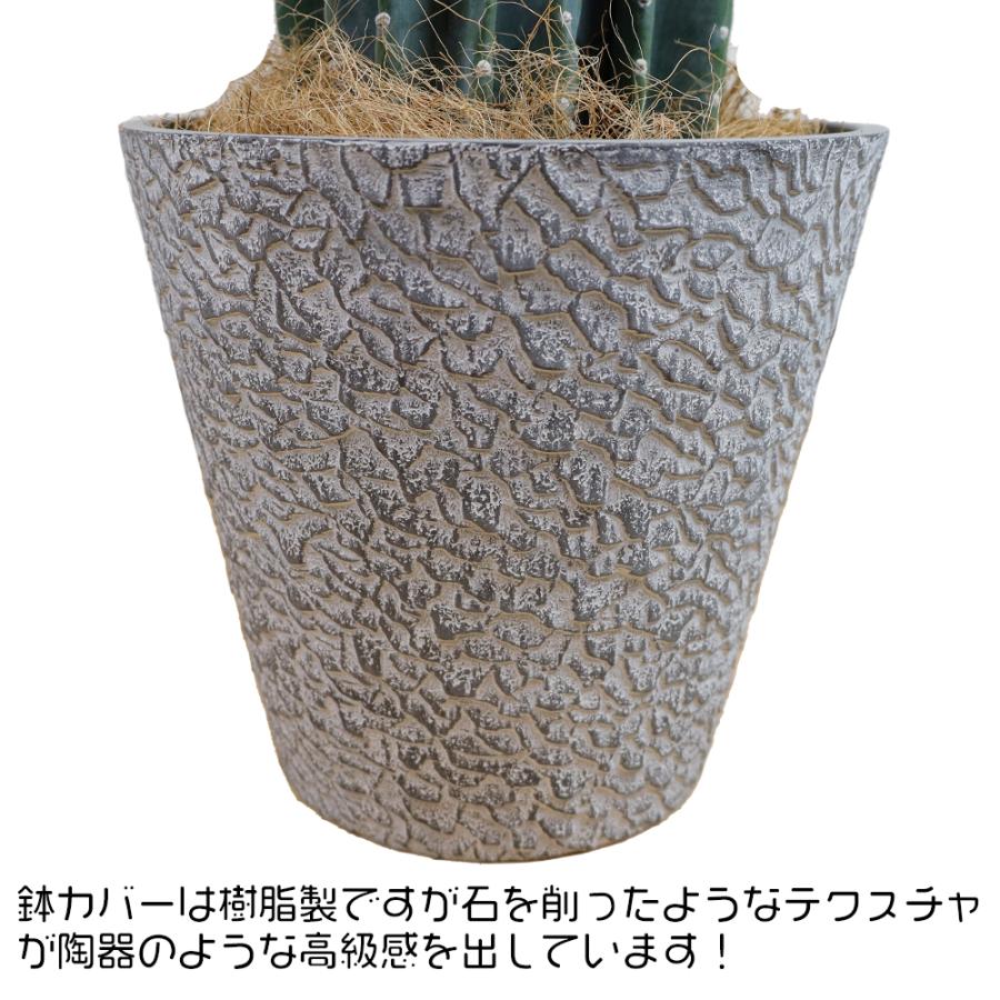 送料無料 観葉植物 ハシラサボテン8号 鉢カバー付き(ストーン
