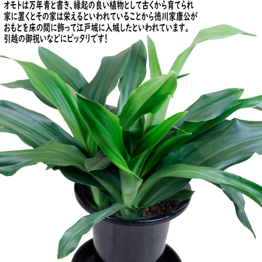 送料無料！】万年青（オモト）5号鉢 : カワナミプランテーション