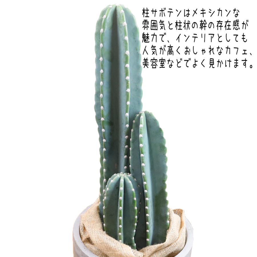 Chrome Hearts　柱サボテン　2本立ち　8号　陶器鉢　植え込み 送料無料 観葉植物！柱（ハシラ）サボテン8号<br>【陶器鉢カバー付き