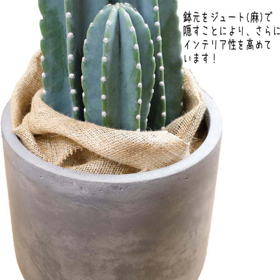 Chrome Hearts　柱サボテン　2本立ち　8号　陶器鉢　植え込み 柱サボテン8号ブラック（黒）セラアート鉢 – カワナミプランテーション