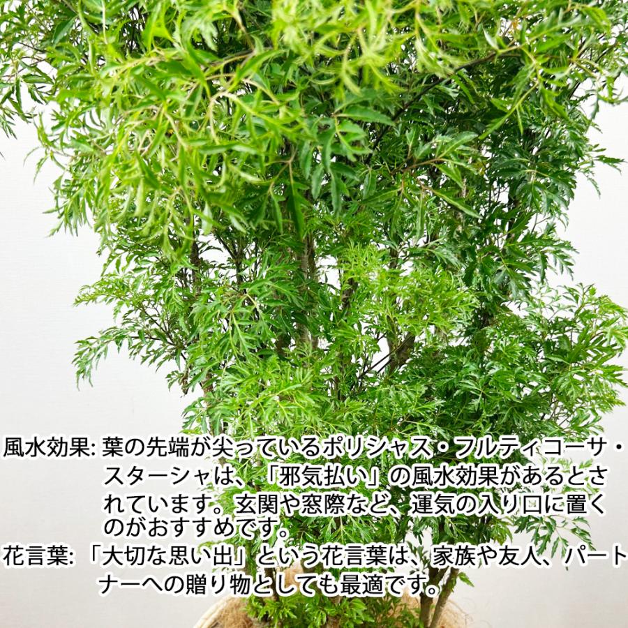 観葉植物 ポリシャス フルチコーサ スターシャ 8号 立て札、メッセージ