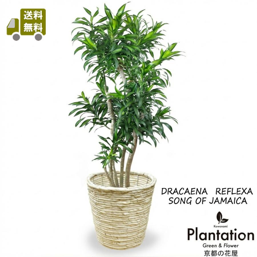 全日本送料無料 観葉植物 ソングオブジャマイカ８号 鉢カバー付 立て札 メッセージカード無料 ラッピングも無料 再再販 Www Tiebreak Fr
