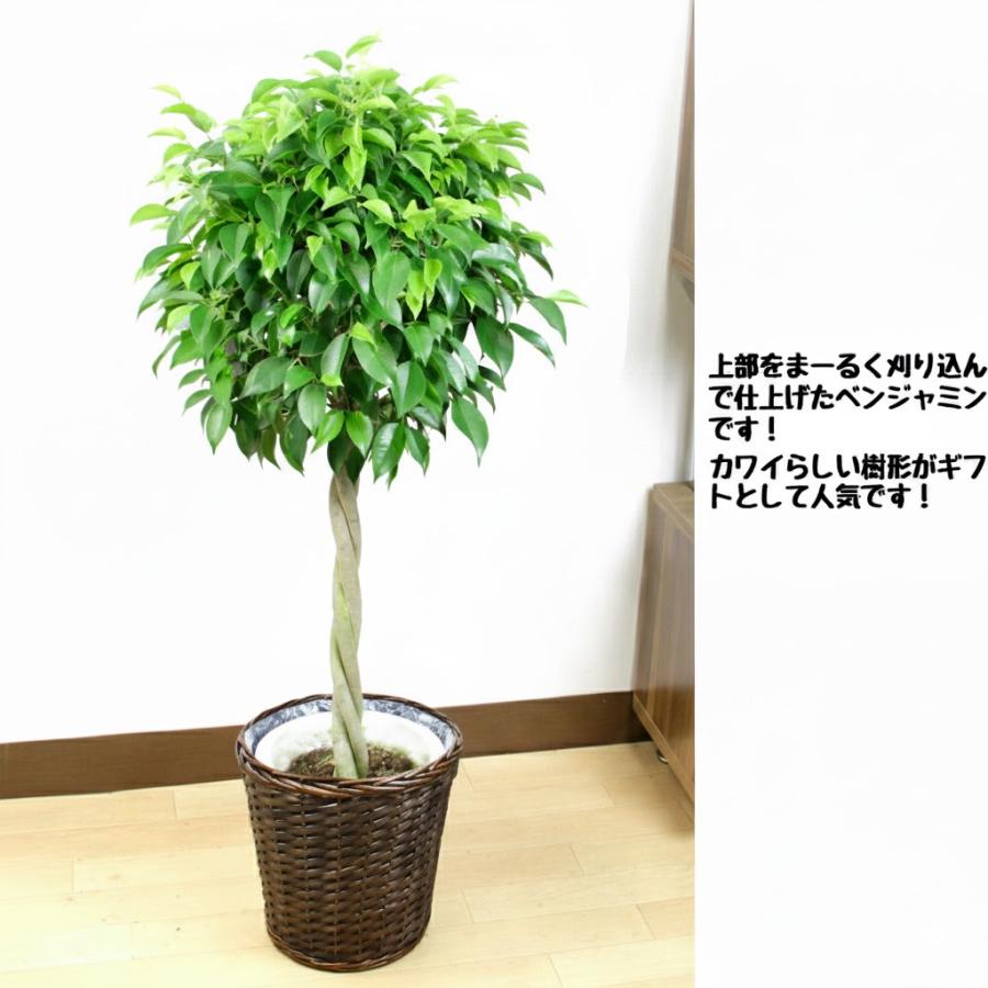 観葉植物 ベンジャミン 8号 ねじり仕立て 鉢カバー付 送料無料