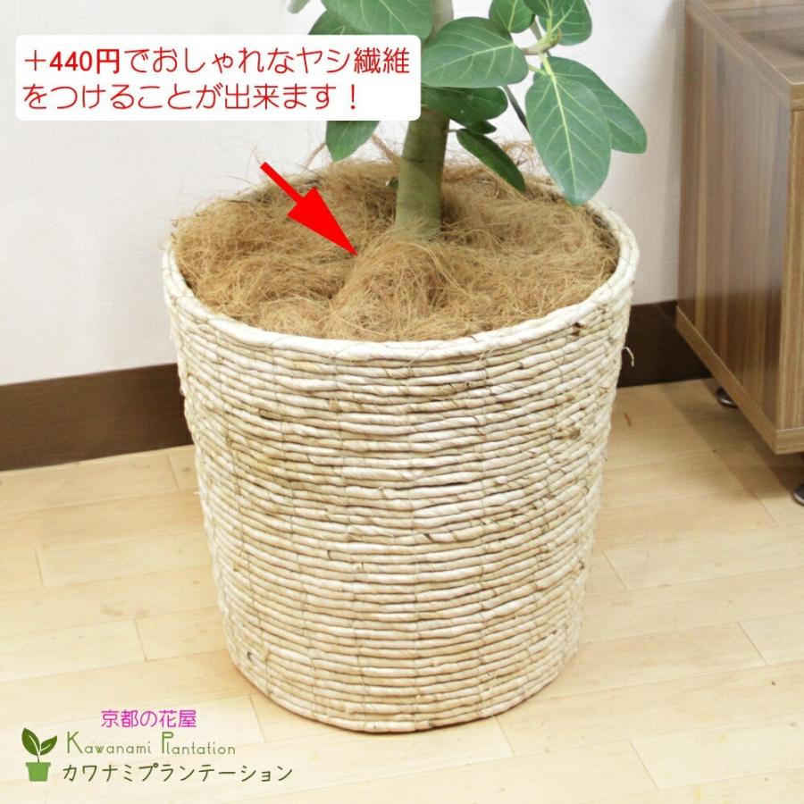 観葉植物 ベンジャミン 8号 ねじり仕立て 鉢カバー付 送料無料