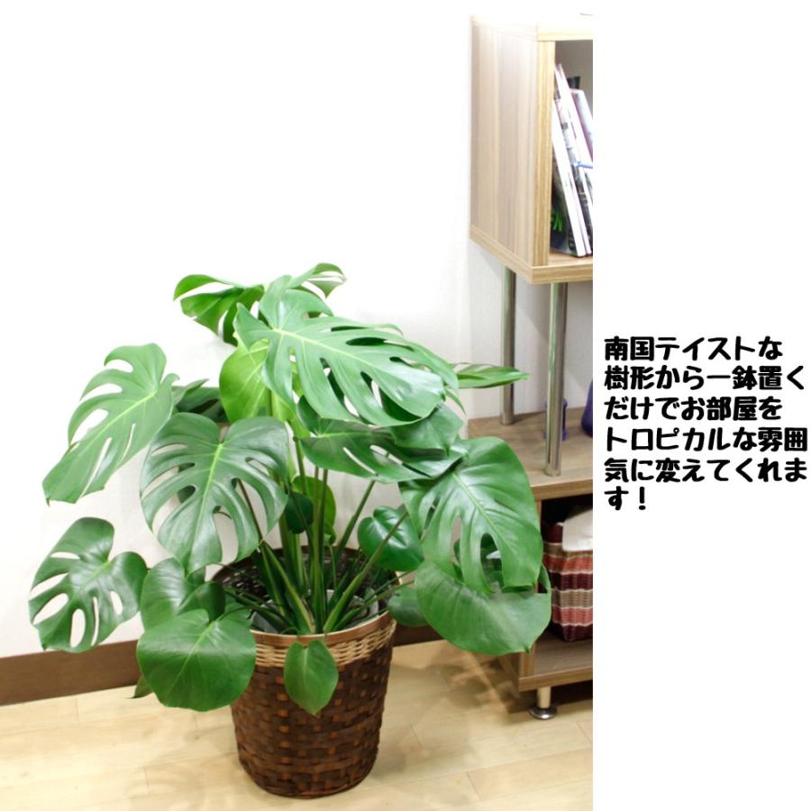 送料無料 観葉植物 モンステラ8号 鉢カバー付 立て札、メッセージ