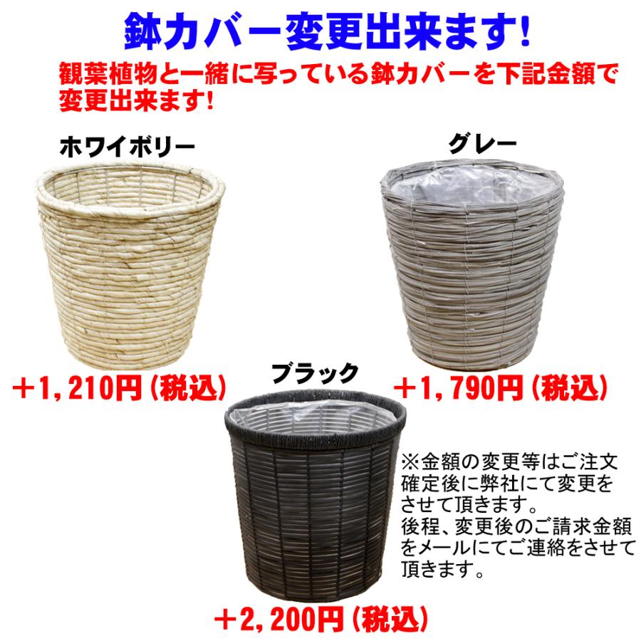 送料無料 観葉植物 モンステラ8号 鉢カバー付 立て札、メッセージ